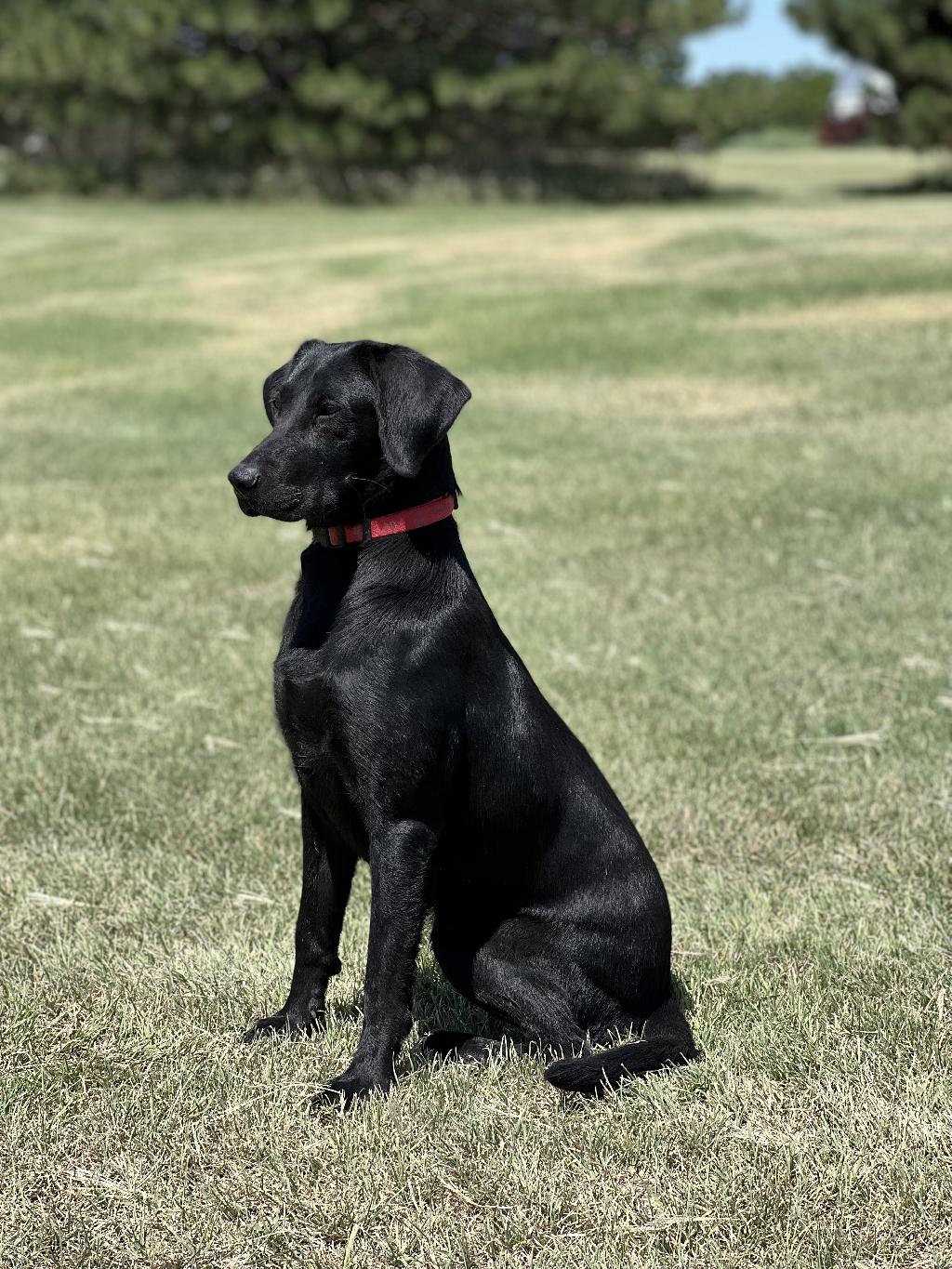 1 year store old black lab