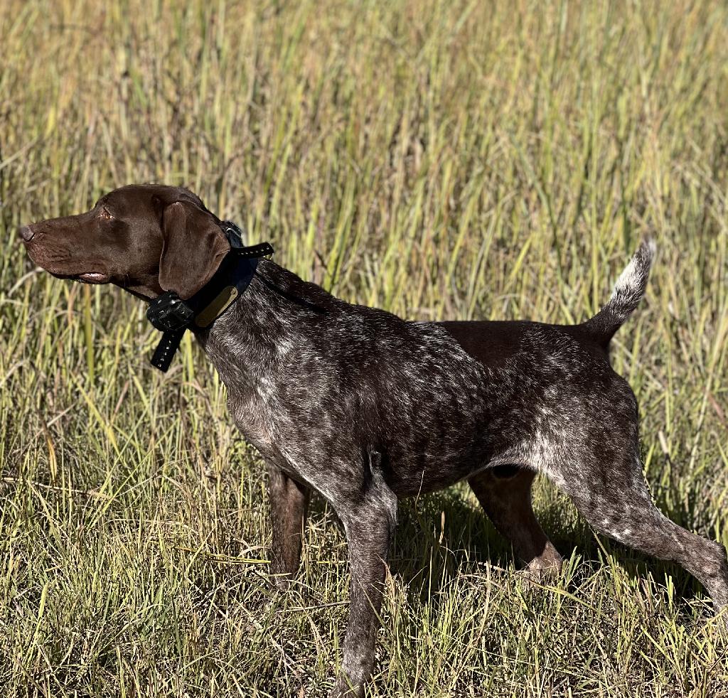 trained-german-shorthaired-pointers