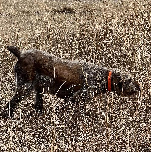 German Wirehaired Pointer