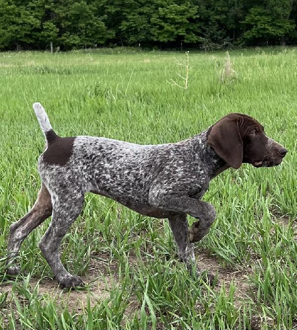 STARTED FEMALE GERMAN SHORTHAIRED POINTERS