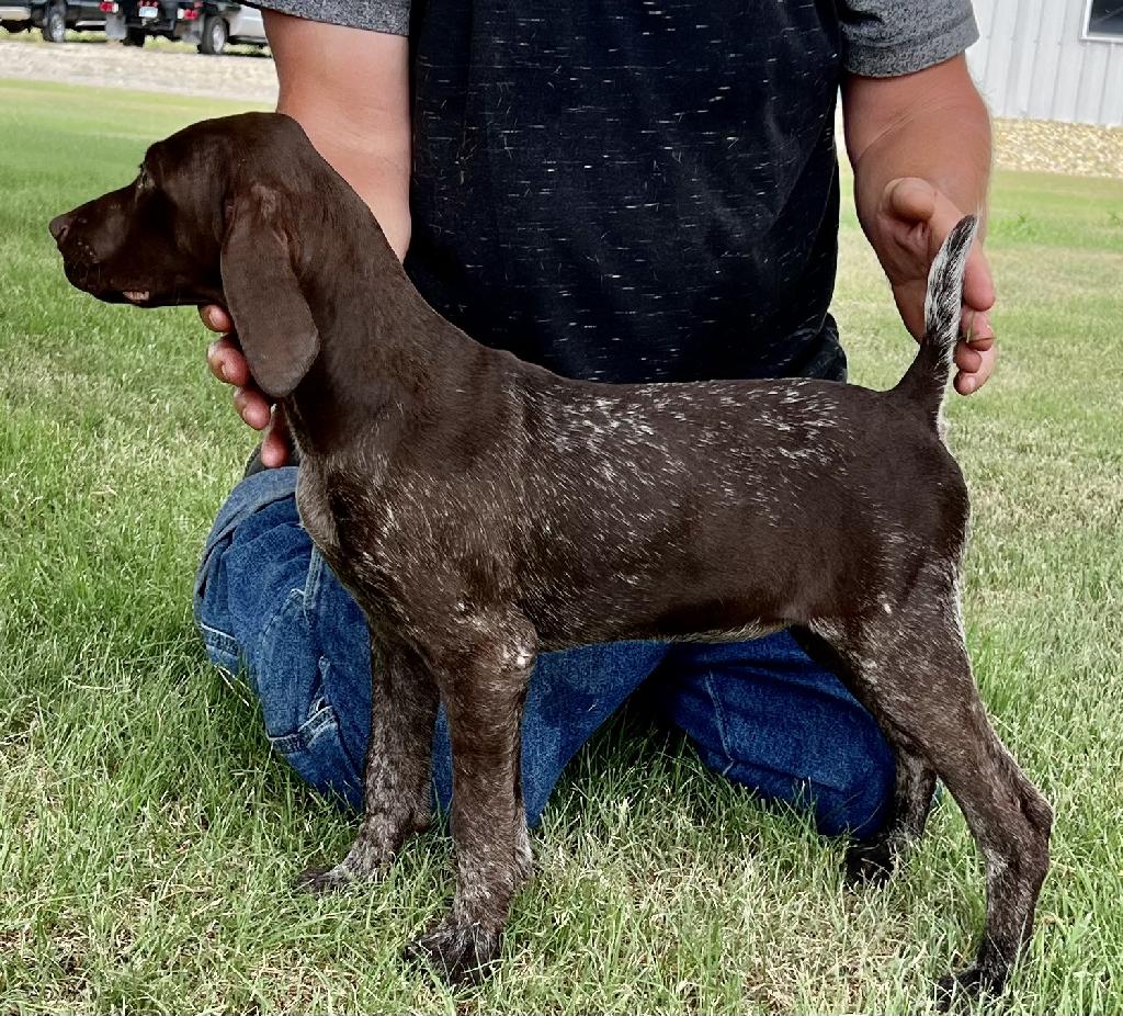 German Shorthair Dogs For Sale Outback Kennels