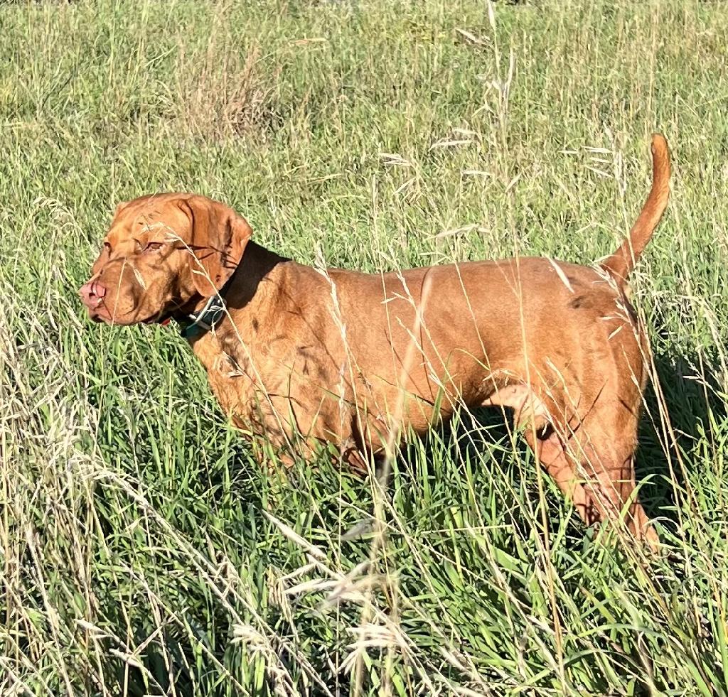 Vizsla best sale gun dog