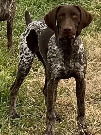 TRAINED GERMAN SHORTHAIRS. NICE SELECTION