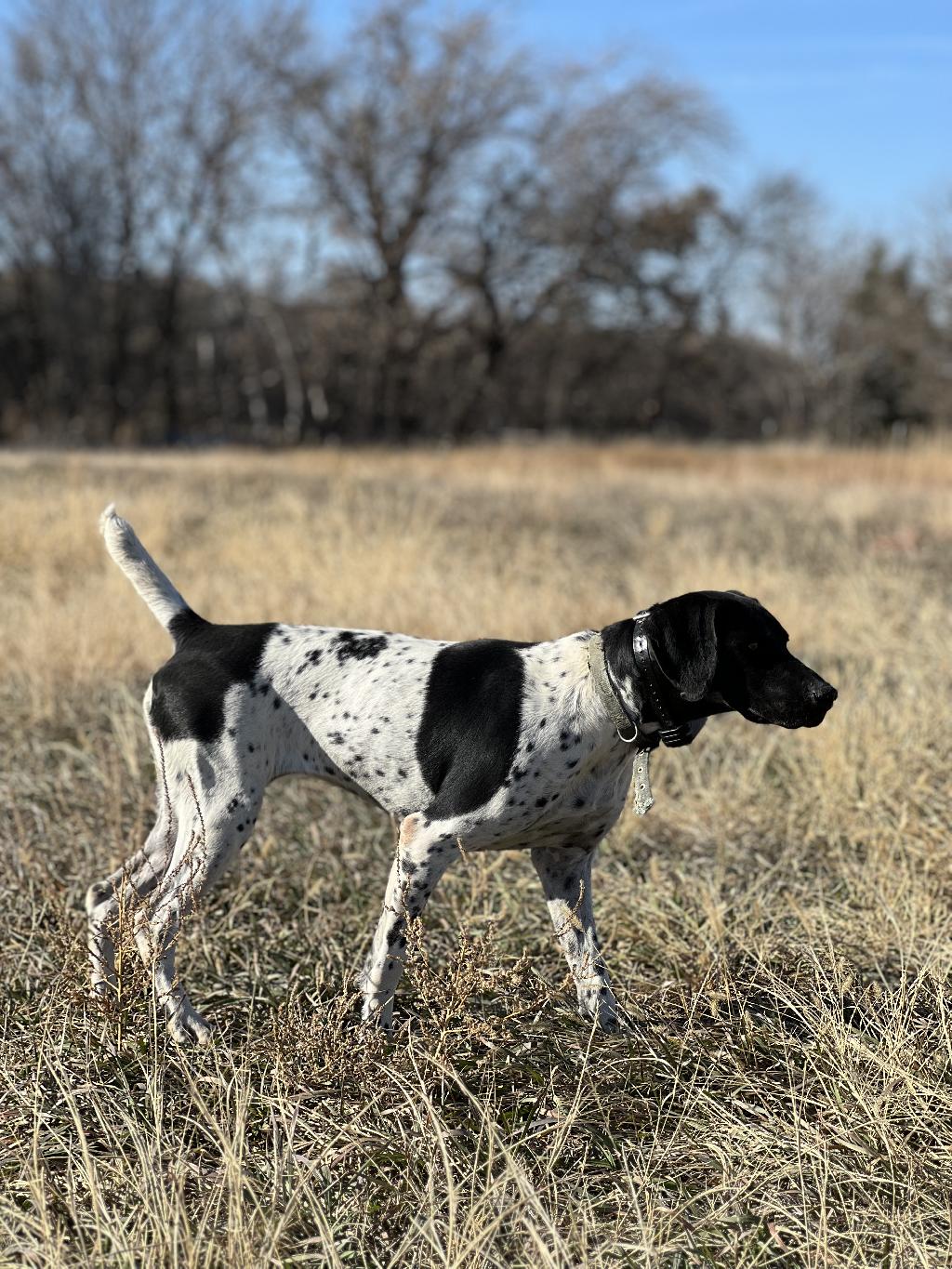 TRAINED GERMAN SHORTHAIRS HUGE SELECTION German Shorthaired Pointer