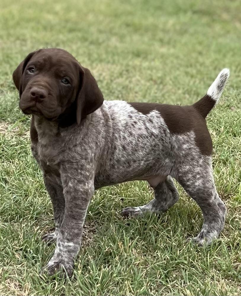 How To Whelp A Litter Of Puppies - 10 German Shorthair Born 