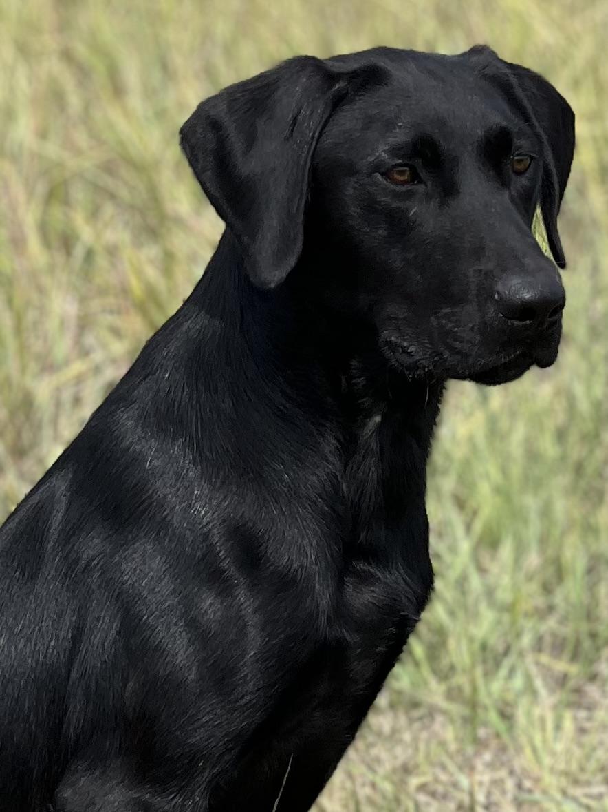 TRAINED LABRADORS Labrador Retriever