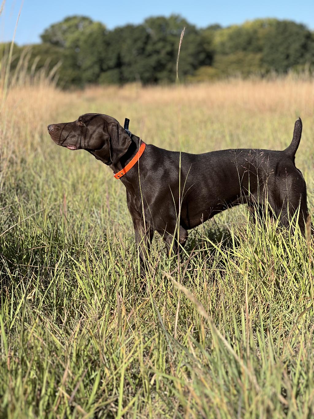 TRAINED GERMAN SHORTHAIRED POINTER German Shorthaired Pointer