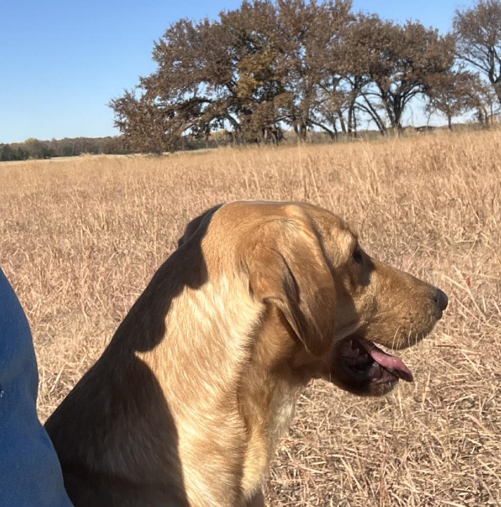 TRAINED LABRADOR FOR SALE Labrador Retriever