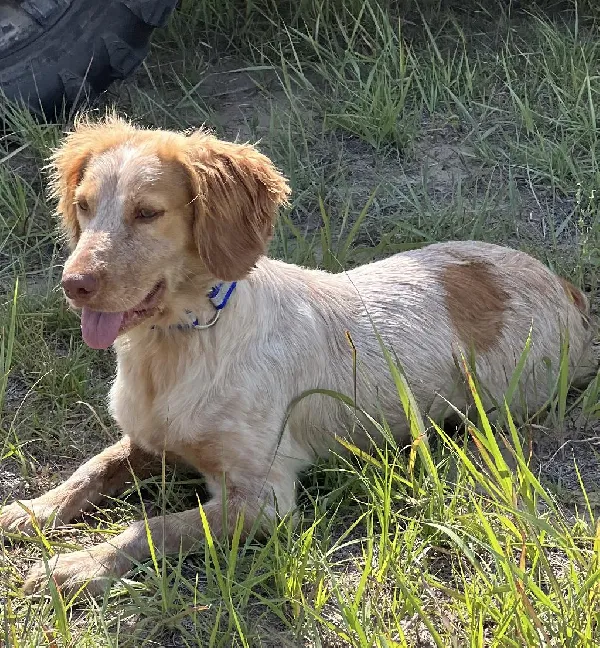 English Cocker Spaniel