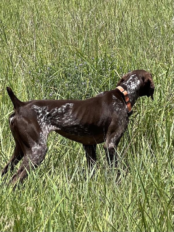 German Shorthaired Pointer