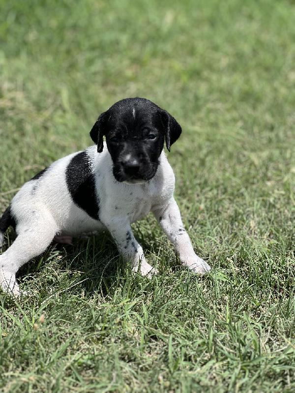 German Shorthaired Pointer