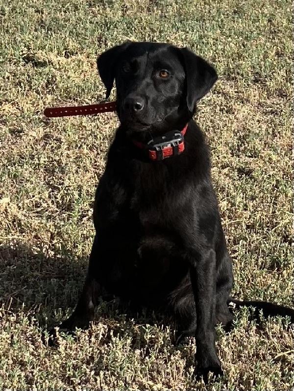Labrador Retriever