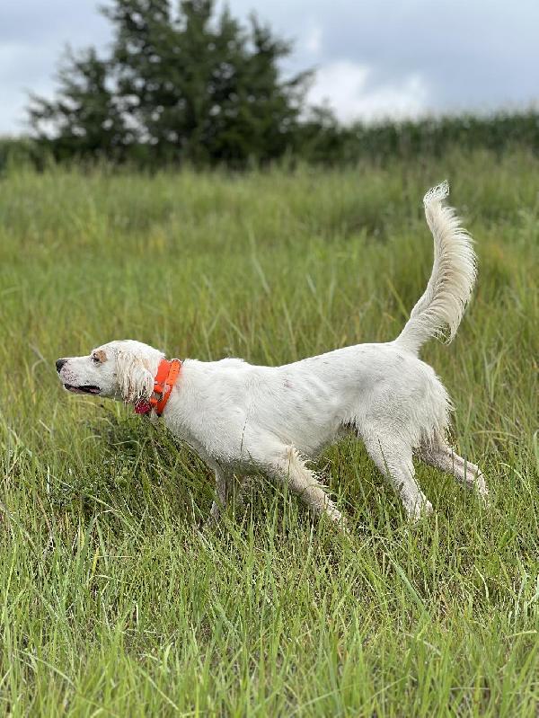 English Setter