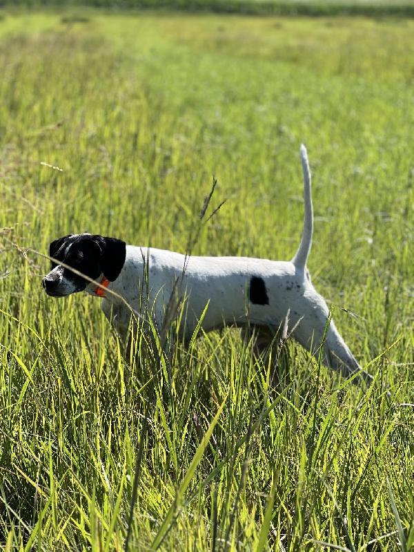 English Pointer