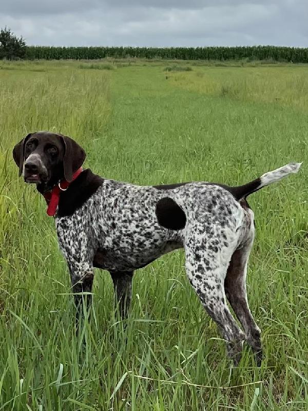 German Shorthaired Pointer