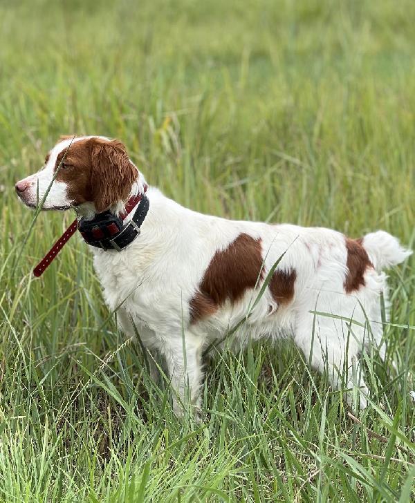 American Brittany