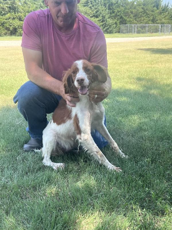 American Brittany