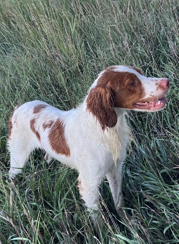American Brittany