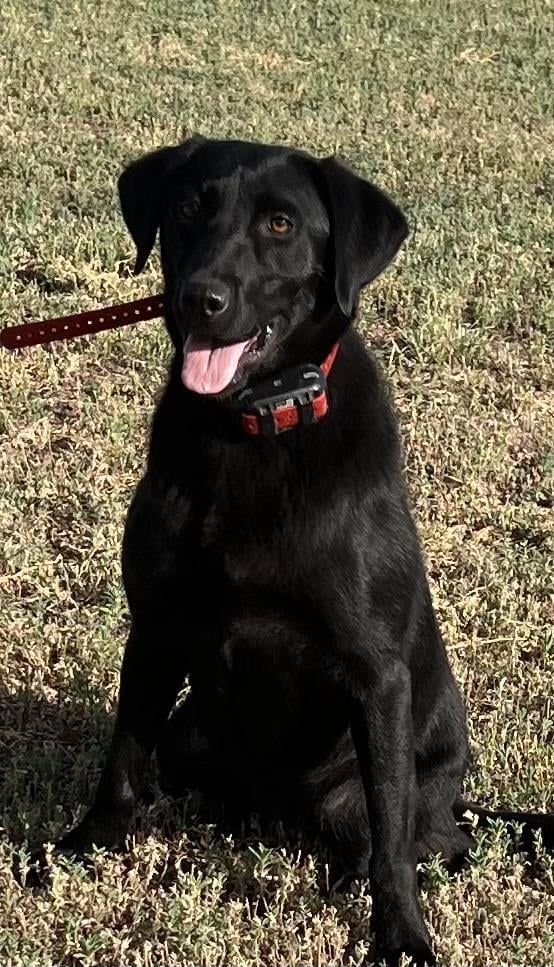Labrador Retriever