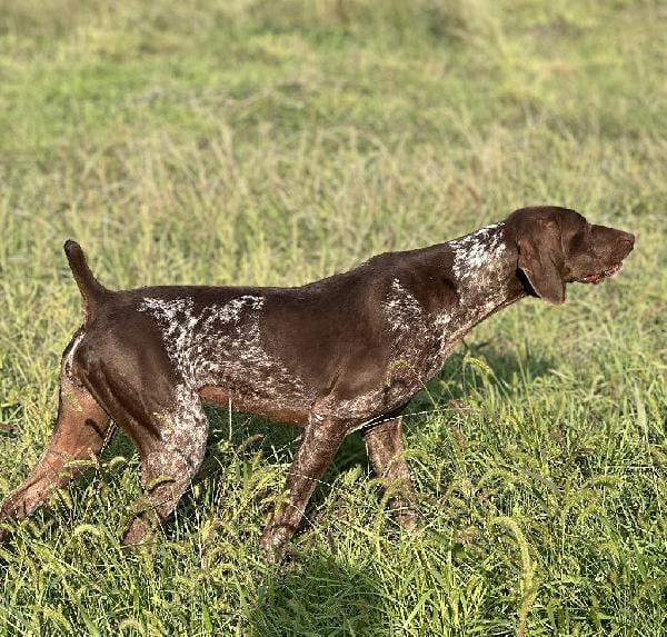 German Shorthaired Pointer