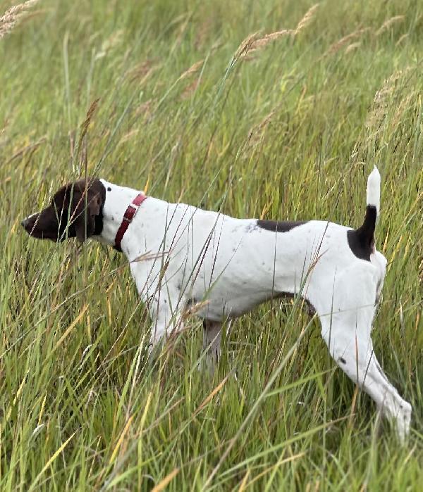 German Shorthaired Pointer