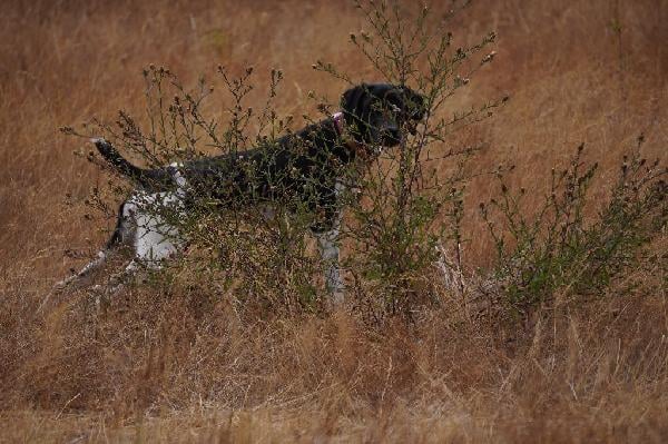 German Shorthaired Pointer