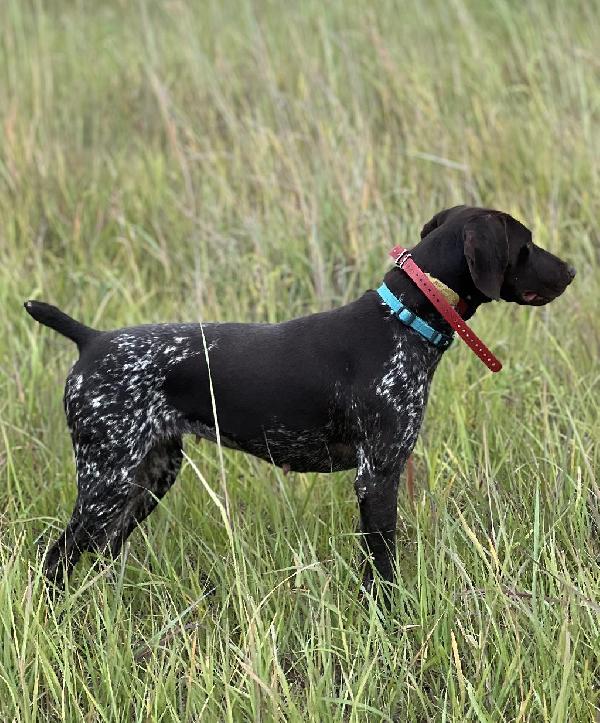 German Shorthaired Pointer