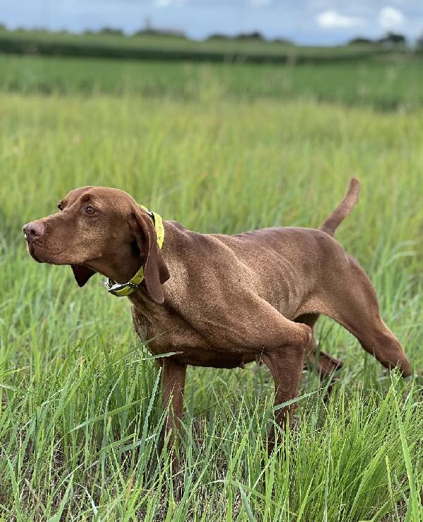 Hungarian Vizsla