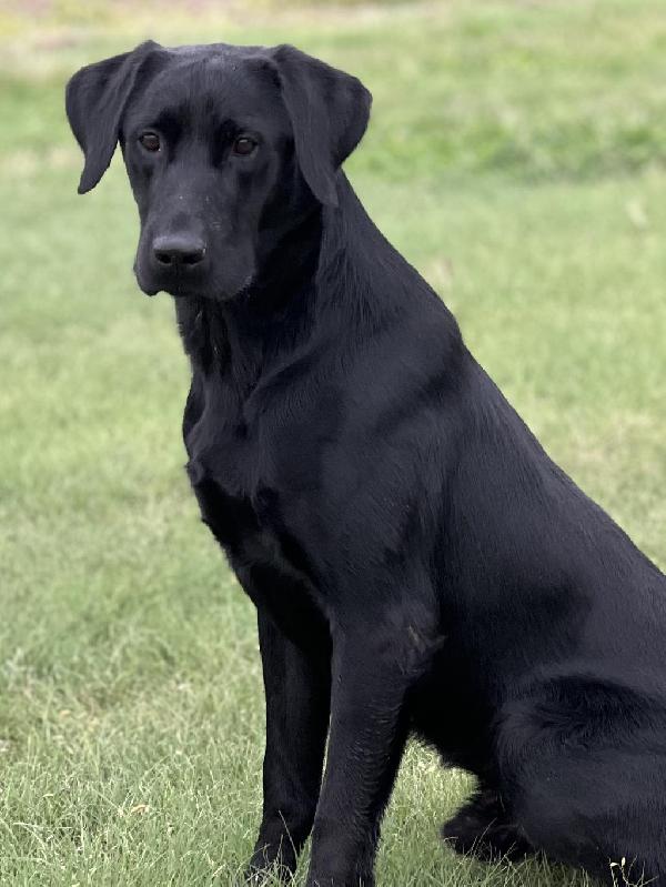 Labrador Retriever