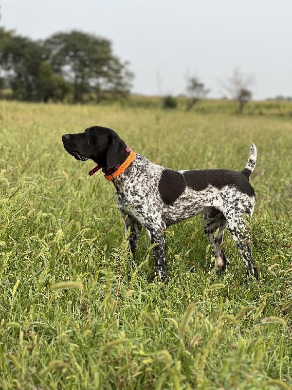 German Shorthaired Pointer