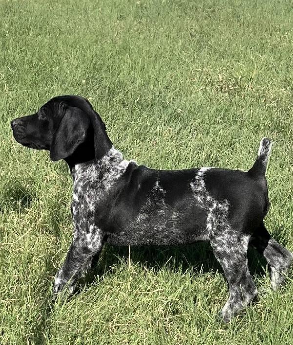 German Shorthaired Pointer