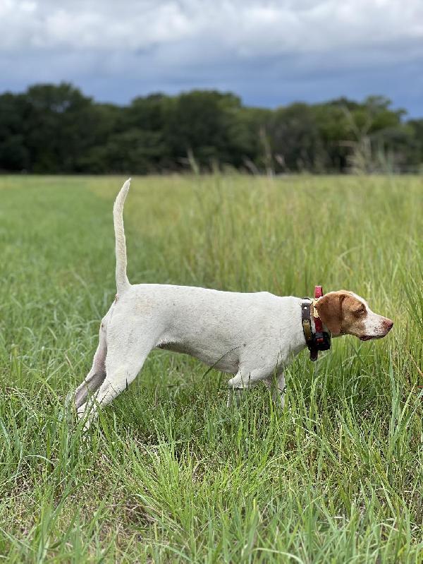 English Pointer