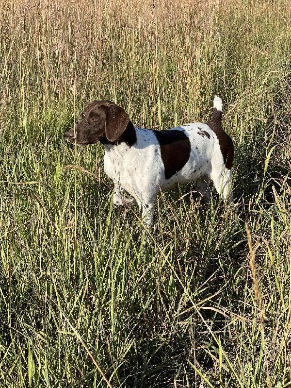 German Shorthaired Pointer
