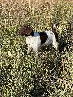 TRAINED BIRD DOGS.   AWESOME SELECTION