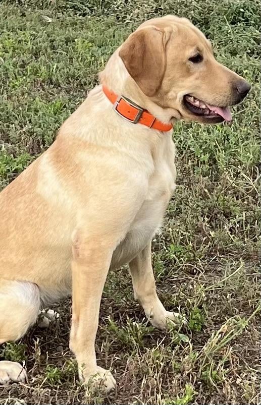 Labrador Retriever