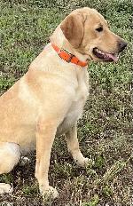 TRAINED LABRADORS.  AWESOME SELECTION