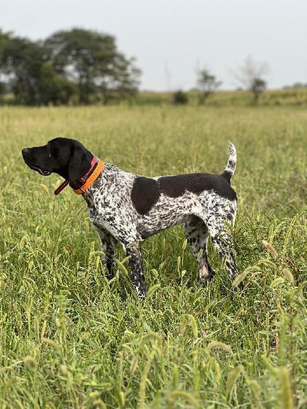 German Shorthaired Pointer