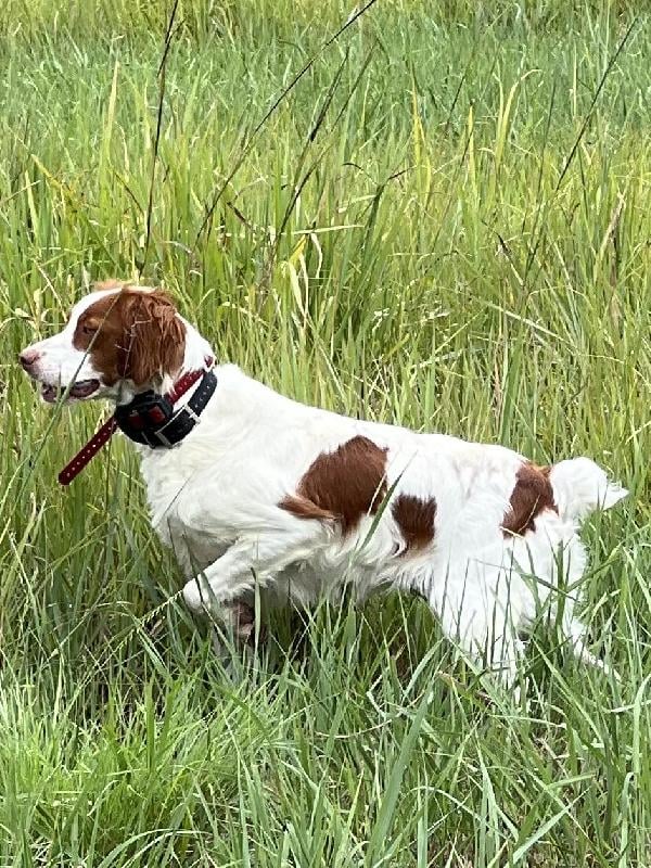 American Brittany