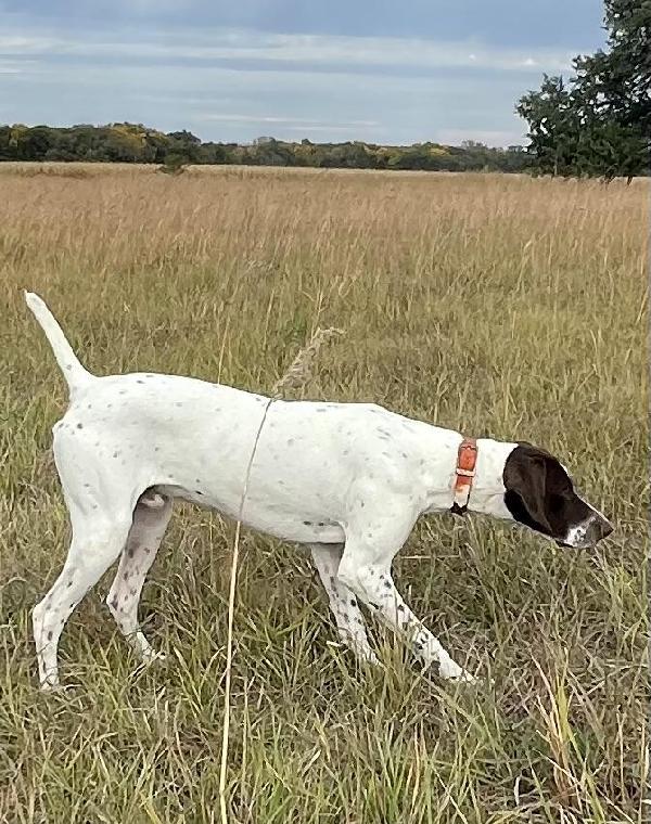 10 MONTH MALE GSP German Shorthaired Pointer