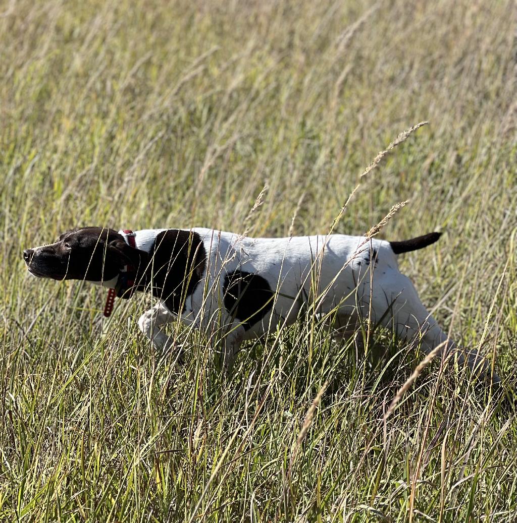 6 YR OLD FEMALE GSP, CLOSE HUNTER German Shorthaired Pointer
