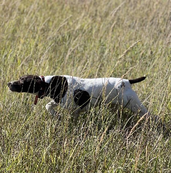 6 YR OLD FEMALE GSP, CLOSE HUNTER German Shorthaired Pointer