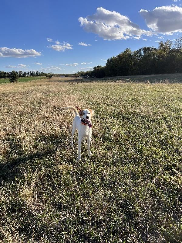STARTED ENGLISH SETTER MALE English Setter