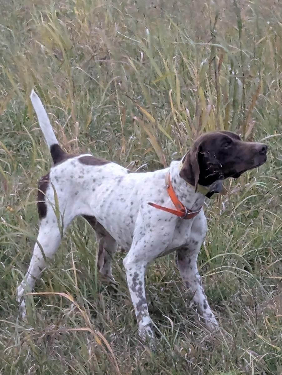 TRAINED MALE GERMAN SHORTHAIRED POINTER. German Shorthaired Pointer