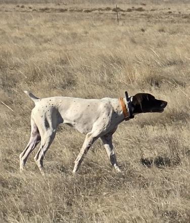 6 YR TRAINED FEMALE GSP. NICE German Shorthaired Pointer