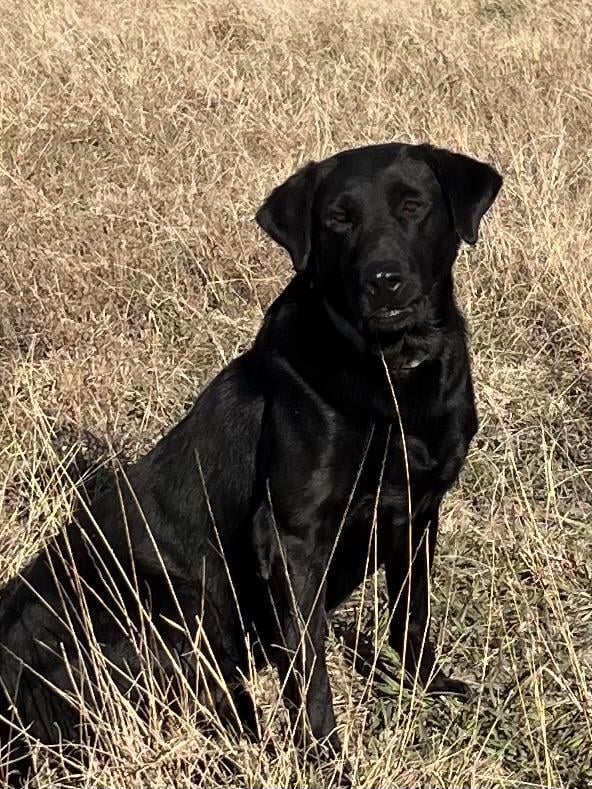 FINISHED MALE LABRADOR Labrador Retriever
