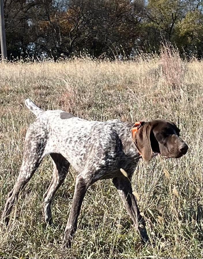 TRAINED GERMAN SHORTHAIRED POINTERS!!!!!!! German Shorthaired Pointer