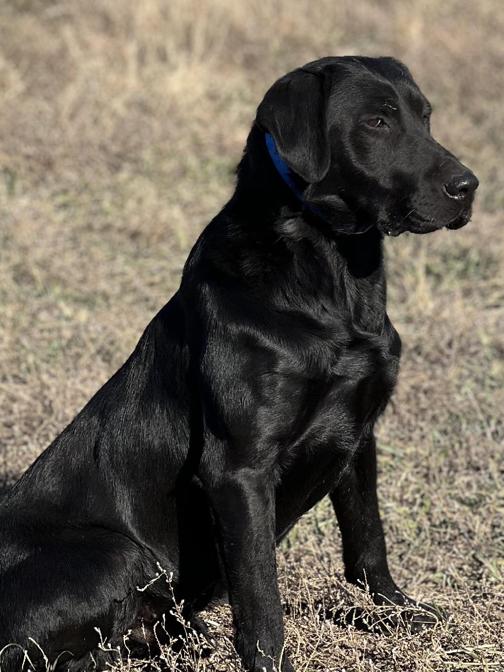 TRAINED LABRADORS AVAILABLE !!!!!!! Labrador Retriever