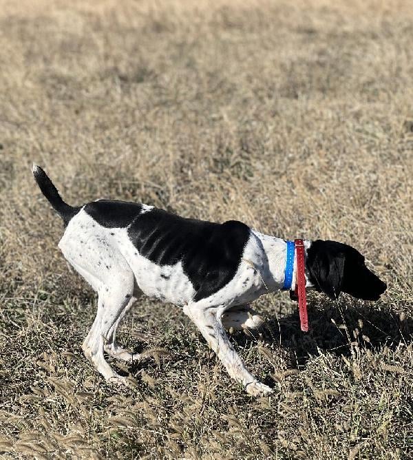 German Shorthaired Pointer