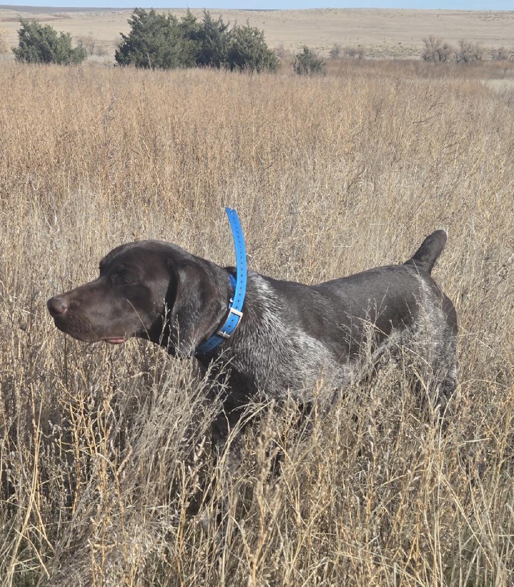 FEMALE GSP WELL STARTED German Shorthaired Pointer