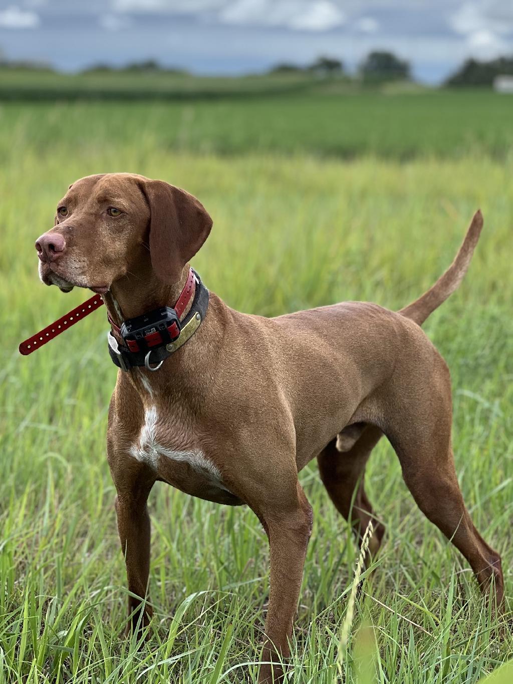A COUPLE FINISHED VIZSLAS Hungarian Vizsla